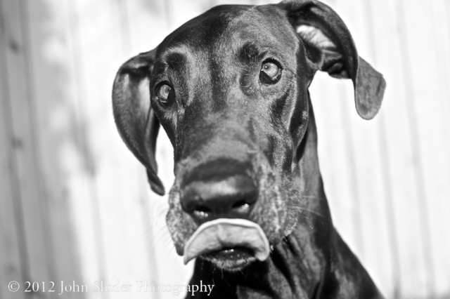 Memphis the Great Dane