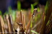 mg_3444-version-2