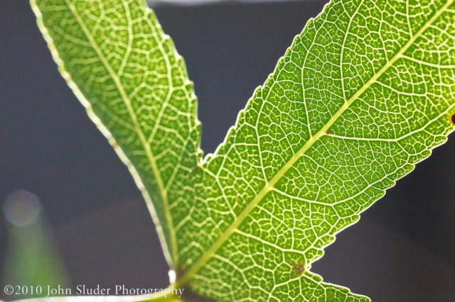 Close up of a tree leaf